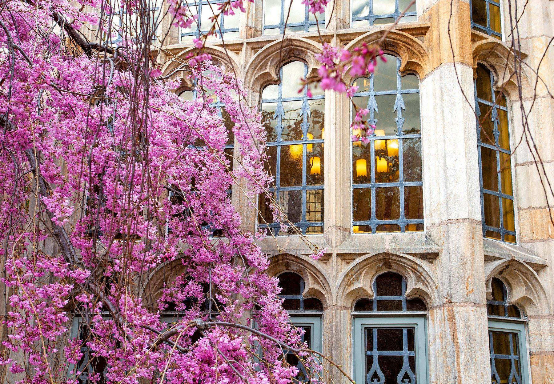 Yale windows in spring