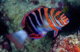 Wrasses and parrotfish, which come in a variety of shapes and colors, are among the most species-rich and ecologically diverse lineages of reef fishes.